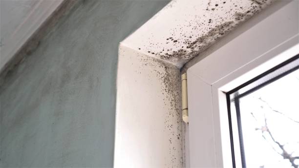Best HVAC Mold Inspection and Cleaning  in Olympia, SC