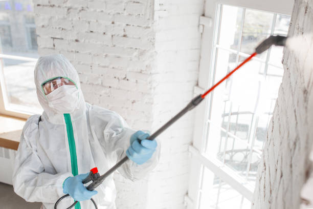 Mold Odor Removal Services in Olympia, SC