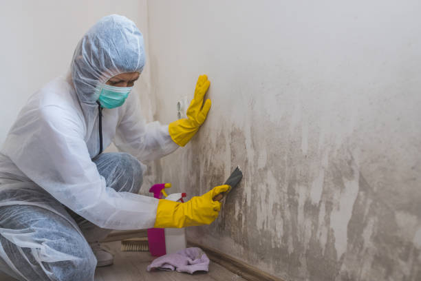Forensic Mold Investigation in Olympia, SC