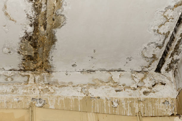 Best Forensic Mold Investigation  in Olympia, SC