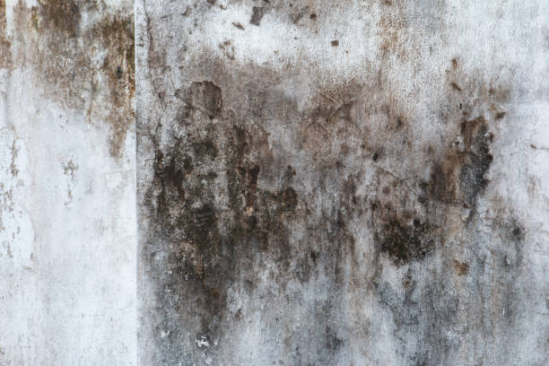 Best Residential Mold Inspection & Testing  in Olympia, SC