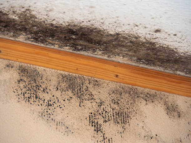 Best Environmental Consulting for Mold Prevention  in Olympia, SC