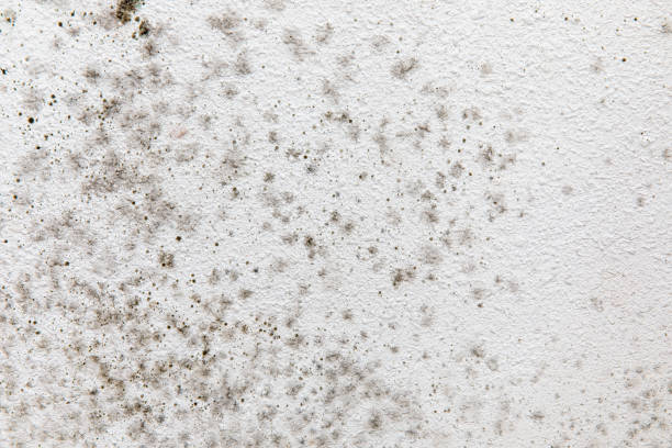 Reliable Olympia, SC Mold Removal Solutions