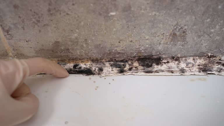 Best Water Damage & Mold Remediation  in Olympia, SC